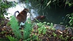 Jicama, the Harris's cat, watches a beaver in the creek behind their house in Tigard.