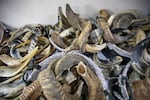 Shofar are on display for sale at the Bar-Sheshet Ribak Shofarot company, in Tel Aviv, Israel.