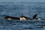 FILE — Orca whales in the T49A pod, including T49A7 "Nimbus," right, born in 2026, surface on the Salish Sea, Thursday, Aug. 20, 2026, near Waldron Island, Wash.
