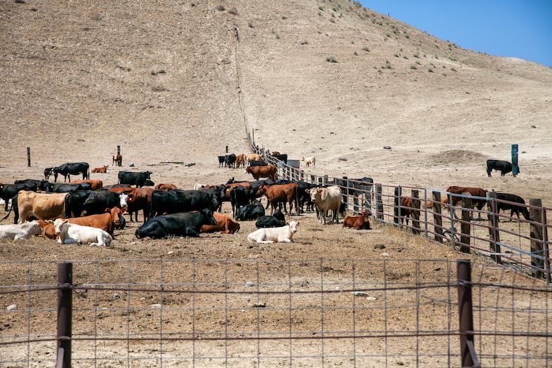Cattle belonging to a neighbor of Lee Wright's, left of fence, stand in a section of Wright's feedlot across the fence from Wright's own cattle. Wright says he and his neighbors worked together to dig fire lines and rescue each other's cattle. "There was no mine and yours out there," he says. "We all helped each other."