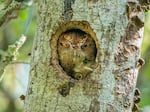 Mark Schocken's photo of two Eastern screech owls squeezed into a nest hole in Florida.