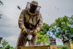 Beekeeper Foster Hensel wears protective gear and uses a smoker on a beehive as bees flit around the hive.