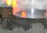 Mexican free-tailed bats huddle in an incubator as they recover from the freeze.