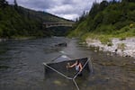 FILE - Gilbert Myers measures water temperature in a Chinook salmon trap in the lower Klamath River in California on June 8, 2021. (AP Photo/Nathan Howard, File)