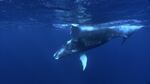 A humpback whale calf off the Atlantic coast.