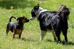 Dogs Winston, left, and Sable smell each other during the event.