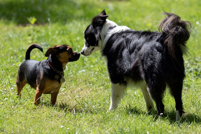 Dogs Winston, left, and Sable smell each other during the event.