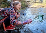 Sixth grader Hazel uses a net to catch small critters at Clemens Park in Alsea, Ore., on Nov. 7, 2024. The students are testing the river's health for spawning salmon.