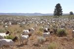 In addition to more than 4,000 cattle, Silvies Valley Ranch includes a herd of more than 1,500 South African Boer goats. 