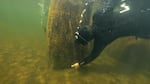 A diver checks for bark buried in the sediment around a 1,000-year-old Douglas fir stump on Washington's Olympic Peninsula.  The ancient wood will help scientists date the earthquake that created Price Lake.