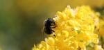 Mason bees are early pollinators. 