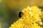 Mason bees are early pollinators.