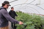 Seth Crawford of Oregon CBD is breeding plants to grow in different climates.