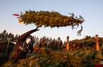 Workers throw bundled Christmas trees in a pile ready to be loaded onto trucks at McKenzie Farms on Saturday, Nov. 20, 2020, in Oregon City, Ore. Wholesale growers and small farms alike say customers are showing up earlier than normal and there are more of them. More Americans are staying home for the holidays amid coronavirus restrictions and want a new — or renewed — tradition to end a dreary year on a happier note. (AP Photo/Paula Bronstein)