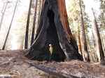Assistant Fire Manager Leif Mathiesen, of the Sequoia & Kings Canyon Nation Park Fire Service, looks for an opening in the burned-out redwood tree from the Redwood Mountain Grove which was devastated by the KNP Complex fires earlier in the year in the Kings Canyon National Park, Calif., Friday, Nov. 19, 2021.