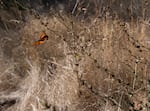 A monarch butterfly fitted with a BluMorpho tracker takes flight on Sept. 5, 2026, in Portland, Ore.