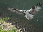 An osprey spreads its wings moments before landing on its nest.