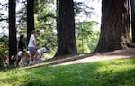 Two women walking a large, fluffy dog among tall trees.