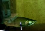 This is one of the first coho salmon to go through the fish ladder at Leaburg Dam in 2023.