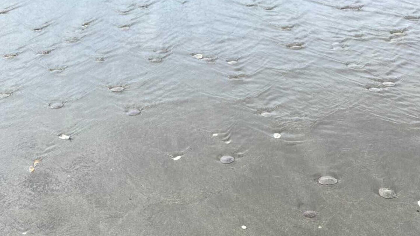 Thousands of sand dollars stranded by tide on Oregon Coast 'drying