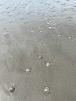 Thousands of sand dollars are washing ashore in Seaside, Oregon.