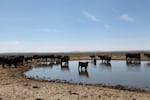 Cattle grazing in Harney County, Oregon on July 19, 2018.