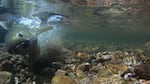 An adult steelhead digs a crevice into a streambed to deposit fish eggs into the gravel. Environmentalists worry dredging can upset the spawning cycle by disturbing these deposits.