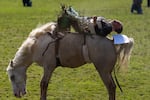Mayson Payne of Washington clenches his teeth while holding onto the horse, Carmalita, in the bareback event on Friday.
