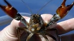 The signal crayfish is considered the perfect invader. It eats a wide variety of plants and animals and has very few natural predators in Crater Lake.