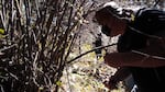 Bobby Mercier prunes hazel trees and gathers branches for basketry in a forest on the Grand Ronde reservation in June 2021.