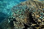 A school of blue-green chromid fish swim above corals in a reef.