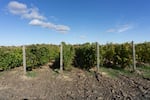 Rows of grapes outside of Walla Walla.