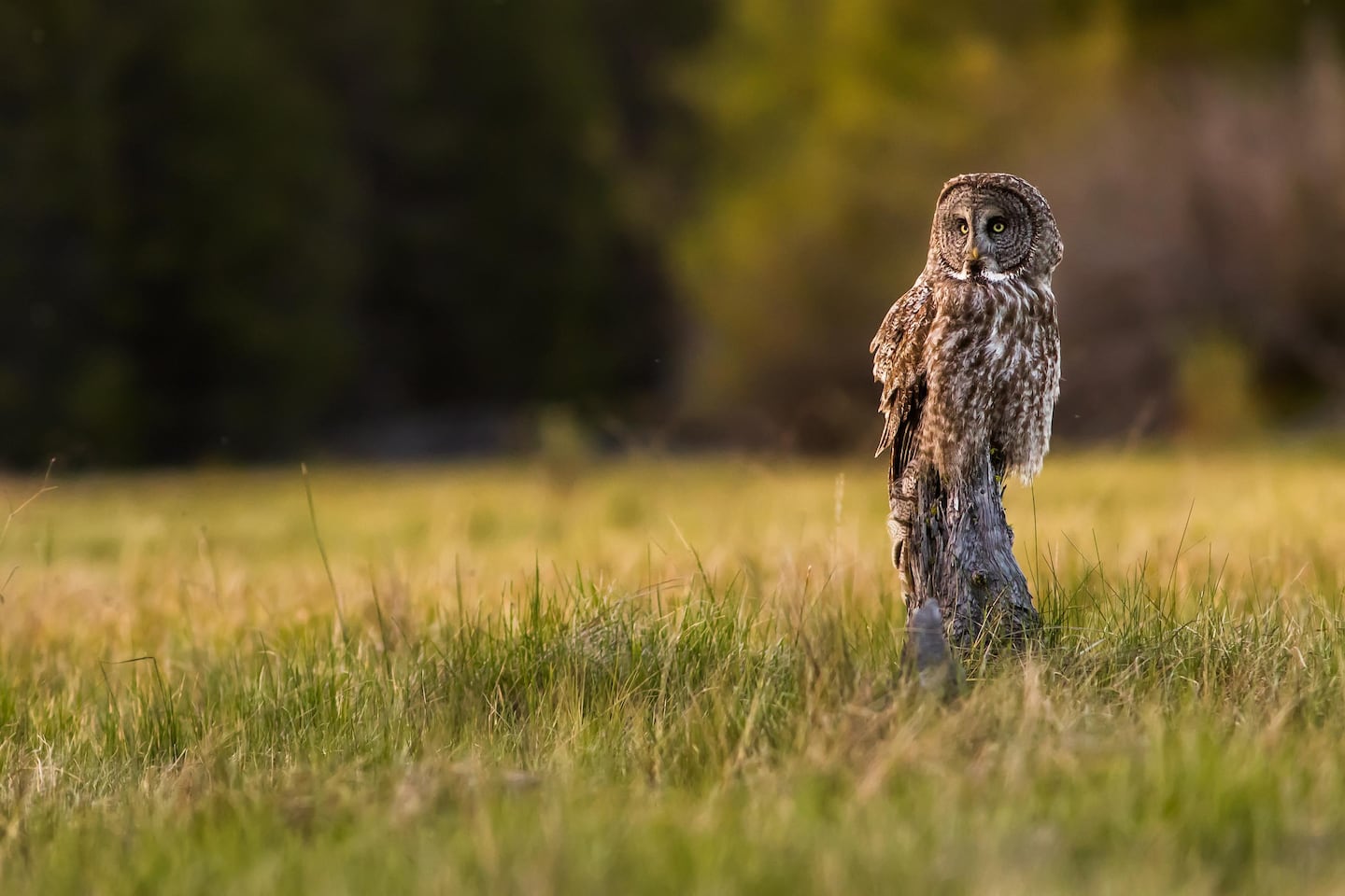 Half Mystery, Half Magic: In Search Of Great Grey Owls - OPB