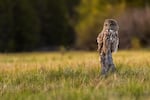 A great grey owl perches in a forest meadow, listening.