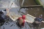 Members of the Coquille Indian Tribe's natural resource department in a fish trap at Ferry Creek on Sept. 21, 2026. The creek joins the Coquille River in Bandon.