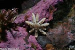 Baby sunflower sea star off the coast of Carmel, Calif., in 2014.