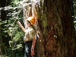 A U.S. Forest Service staffer analyzes plant life in the Gifford Pinchot National Forest in Washington, where the agency hosted a tour of the Wind River Experimental Forest. The Pacific Northwest research station based in Portland helps oversea research in experimental forests like this. The Trump administration is proposing moving its work to Colorado.
