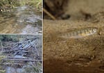 Top left: a "simplified" stream with exposed bedrock; bottom left: a treated stream, with logs added to help create habitat for coho salmon. Right: a juvenile coho salmon.