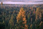 a thin layer of fog hovers above a forest thick with trees, one of which stands illuminated in golden sunlight in the foreground