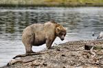 Fat Bear candidate 435 Holly is in her mid to late 20s, making her one of the older bears to use Brooks River. She has a light-colored coat reminiscent of a toasted marshmallow, and is known for adopting several orphaned cubs.