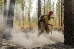 A firefighter uses a tool on smoking ground in a wooded area.