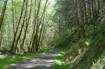 A forest road in the Elliott State Forest in 2022.