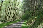 A forest road in the Elliott State Forest in 2022.