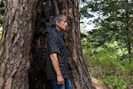 Ric Bailey stands near the burn scar, also known as a “cat face,” of a large ponderosa, in the Northern Cascades near Twisp, Wash., on Sunday, July 20, 2025.