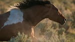 Wild Horses In Crisis