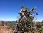 Whitebark pines thrive in rugged mountain in environments.