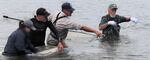 Helena Linnell, the Coquille Tribe’s biological operations and planning manager, secures a newly netted salmon in Ferry Creek last October, while her helpers turn toward the next target.