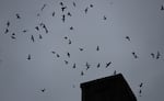 As dusk approaches, thousands of Vaux's Swifts descend into the Agate Hall chimney to roost for the night in Eugene, Ore.  These birds typically use old growth tree snags, but development has forced many to seek out other structures.