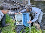 NPS Fish Biologist Dave Hering (right) and Fisheries Technician Michael Scheu release the bull trout into Sun Creek, above the dams that keep non-native fish away, July 10, 2024.