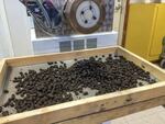 An Italian pasta machine cranks out seed pellets instead of spaghetti.